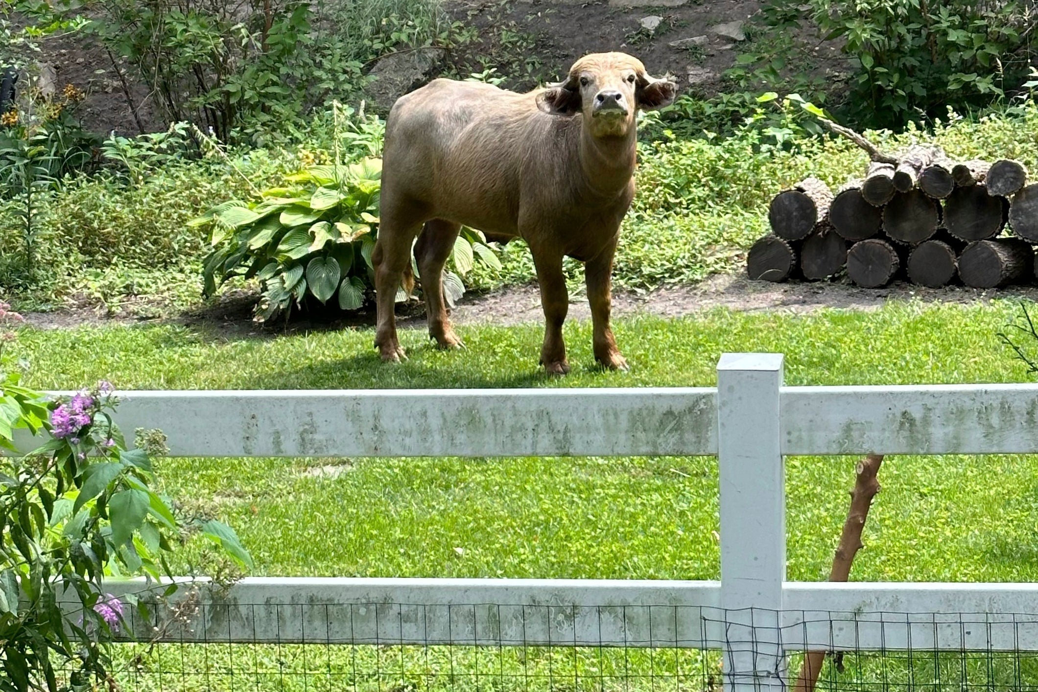 An escaped water buffalo on the lamb from police looks on Saturday