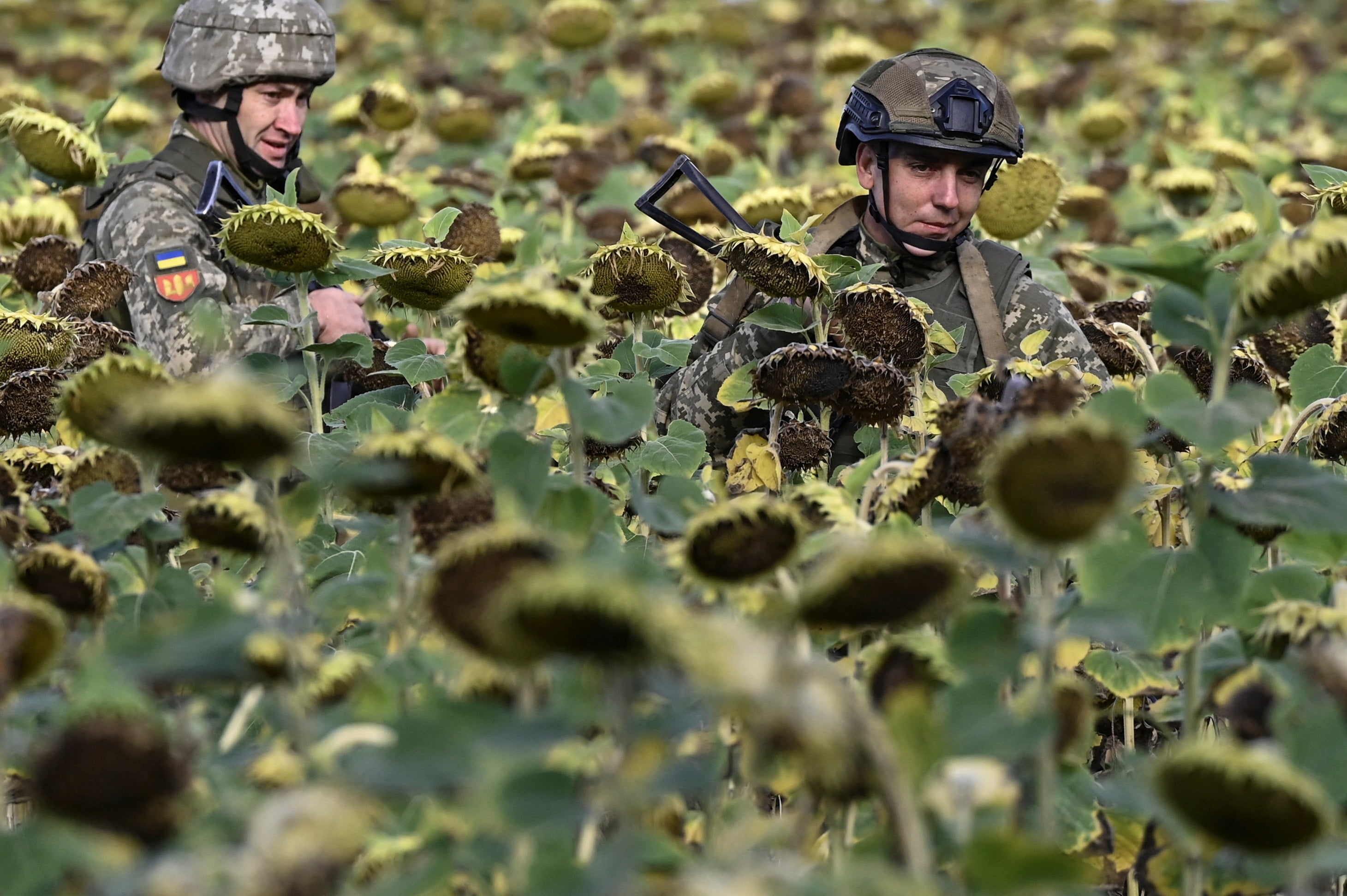 Ukraine servicemen walk among sunflowers, to their position outside the town of Pokrovsk, amid Russia’s attack on Ukraine, in Donetsk region, Ukraine August 13, 2024