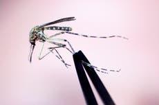 New Hampshire resident dies after contracting mosquito-borne encephalitis virus