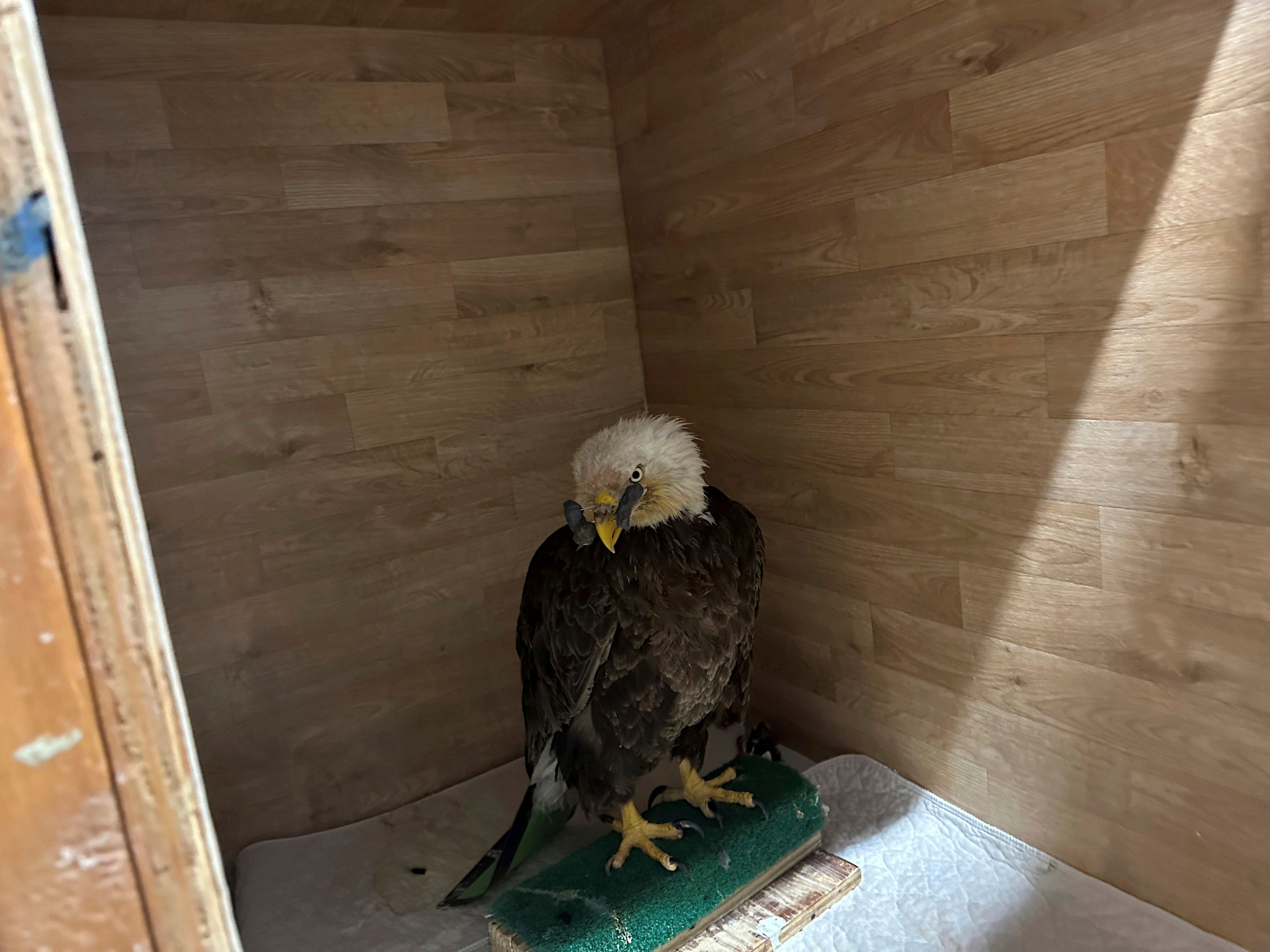 The eagle’s upper beak was nearly split in half by the bullet. It also had an injured left wing and suffered from lead poisoning.