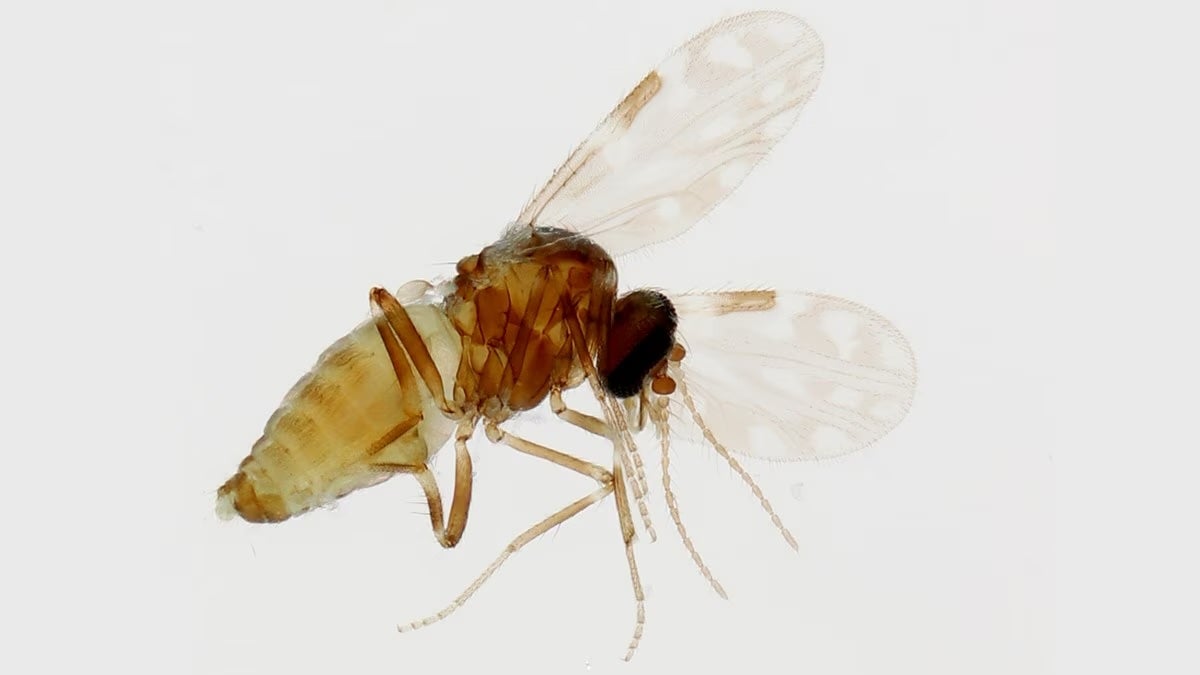 Sloth virus spreads through the bite of infected midges like this one. Oropouche virus was first detected in 1955.