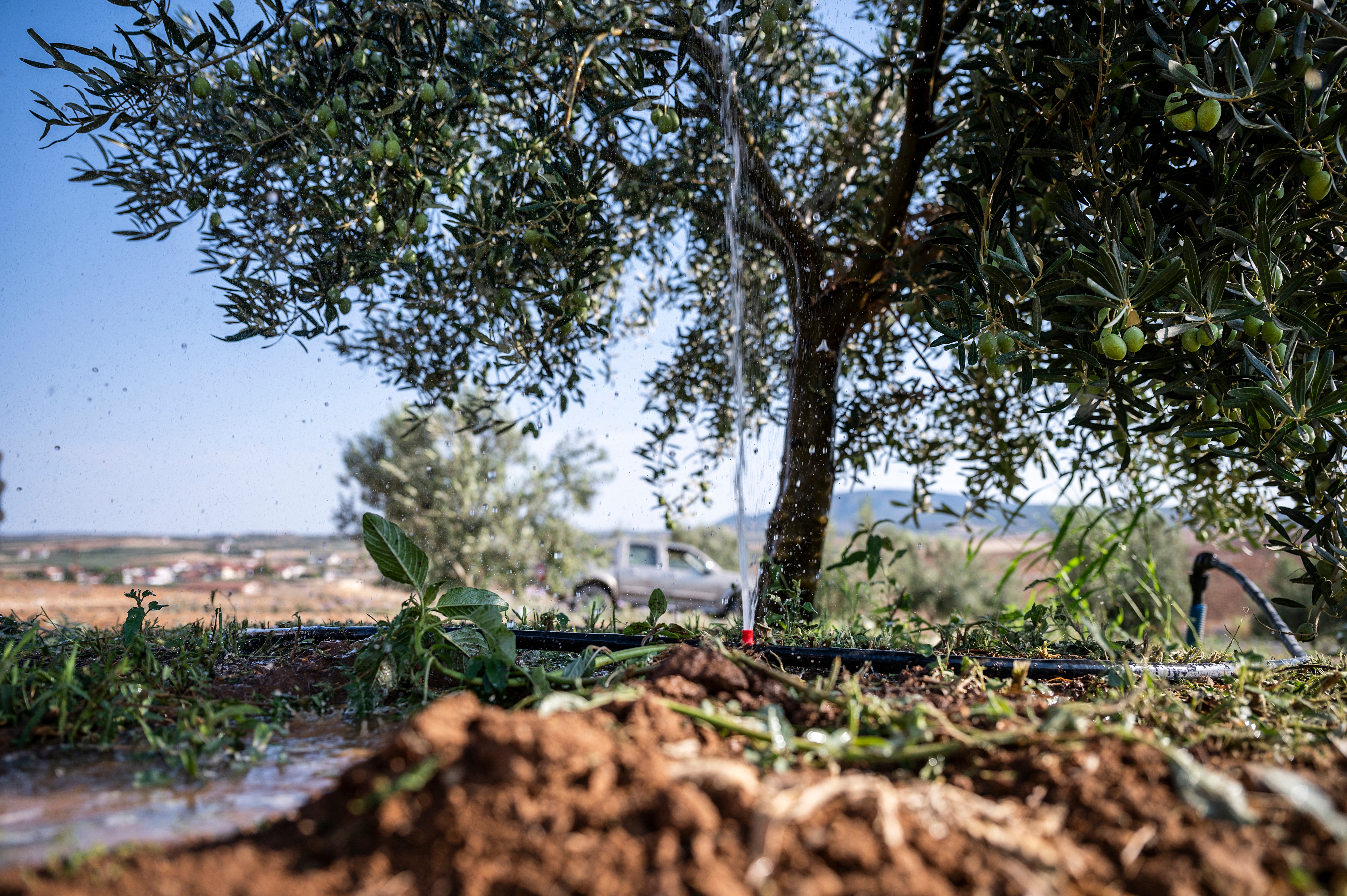 An olive grove is watered from a container in the village of Nea Silata at Halkidiki peninsula, northern Greece