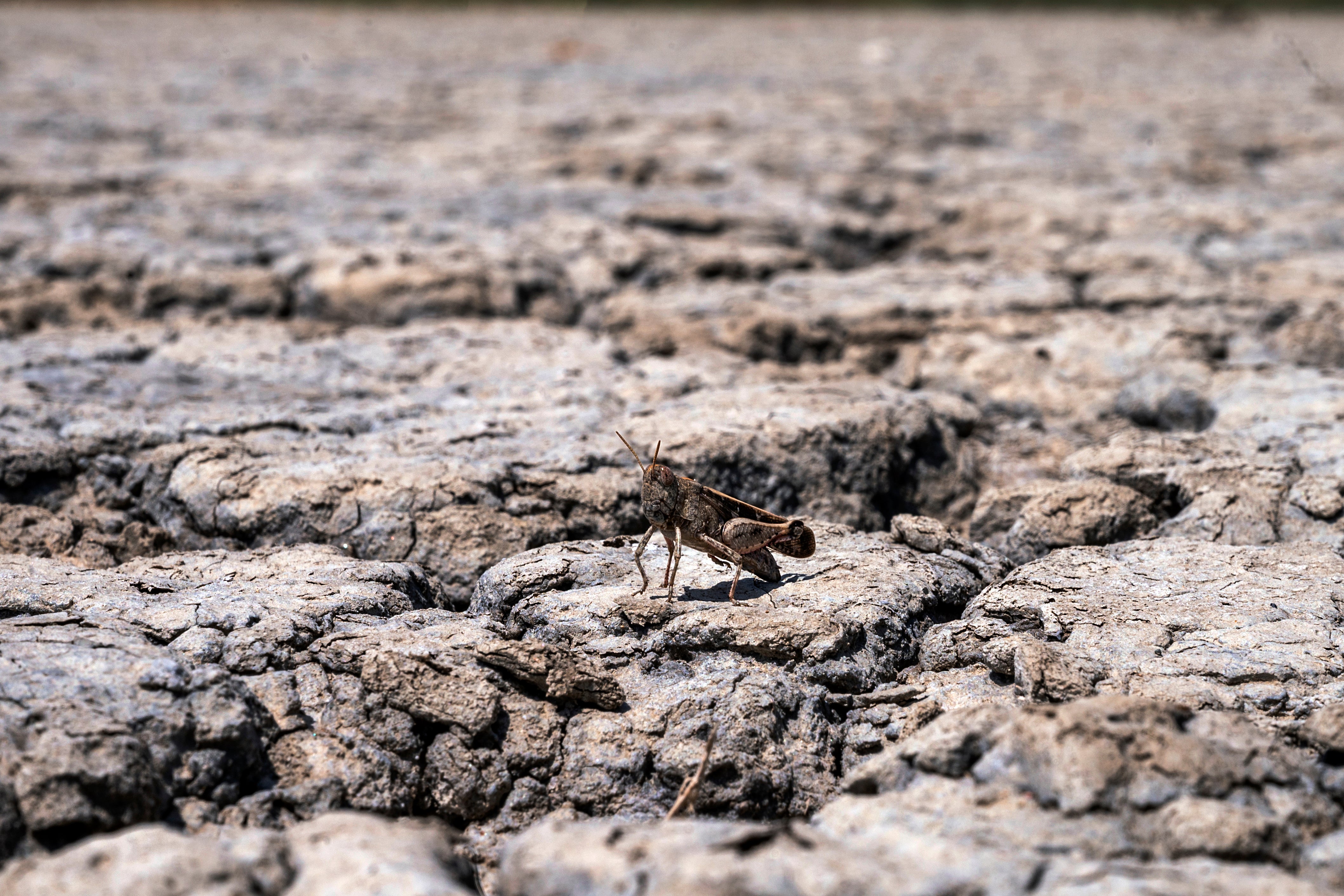 A grasshopper stands on the dried out Lake Picrolimni, in the village of Mikrokampos, northern Greece