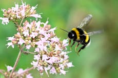 Why are bees losing their sense of smell?