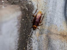 New Zealand tenants kept up at night by cockroach infestation awarded £5,600