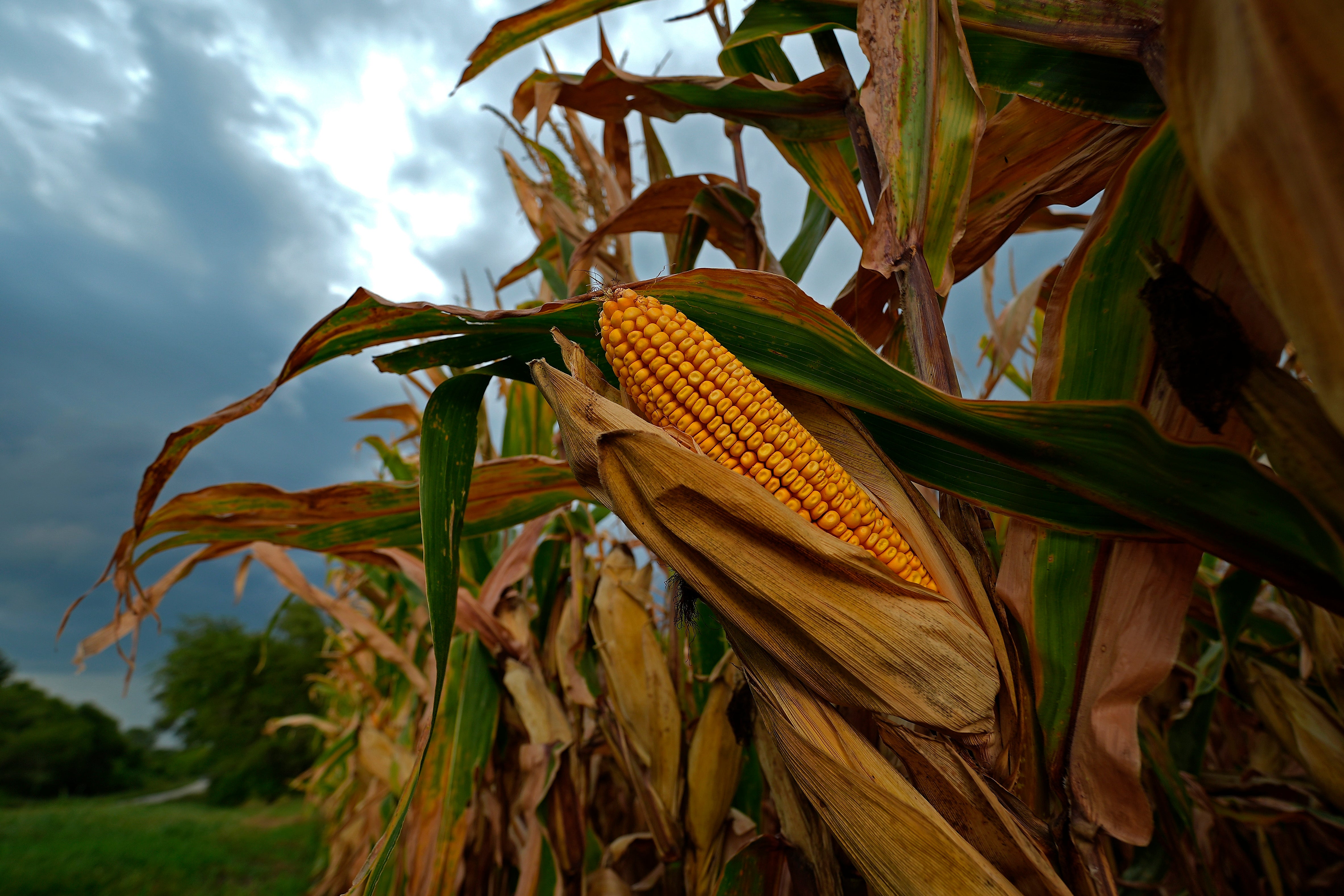 Climate Heat Corn Sweat