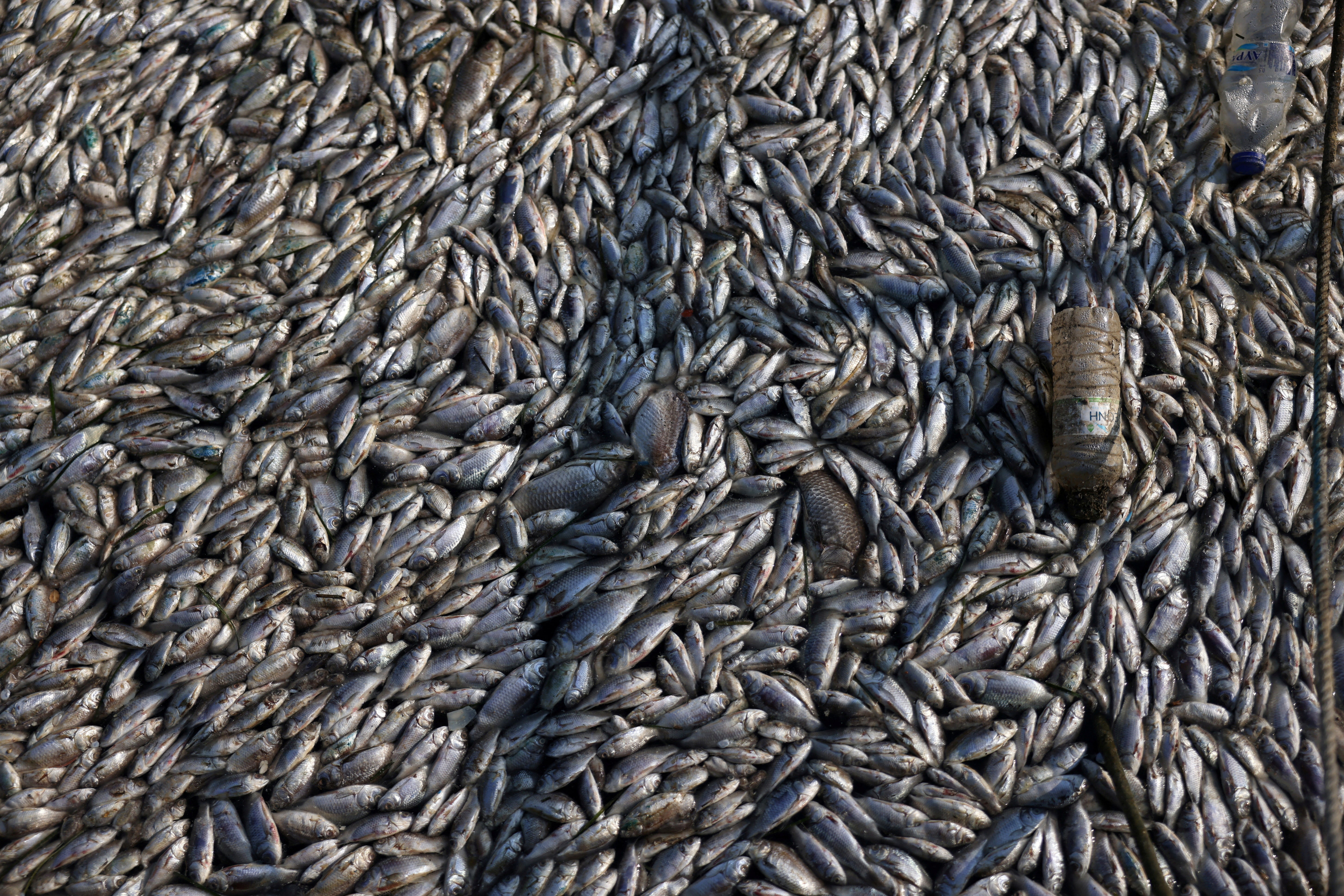 A view shows dead fish as tonnes of it have washed up in the port of Volos, Greece