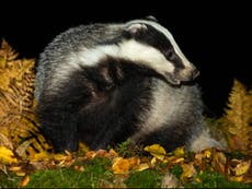 Long-term badger cull plan dropped amid legal challenge