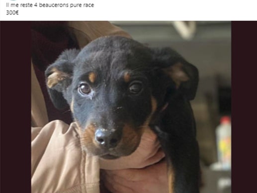 A French beauceron puppy advertised for 300 euros