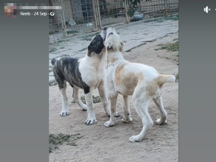 Dogs with cropped tails were found advertised