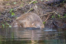 Bold approach urged to put beavers back into the wild in England and Wales