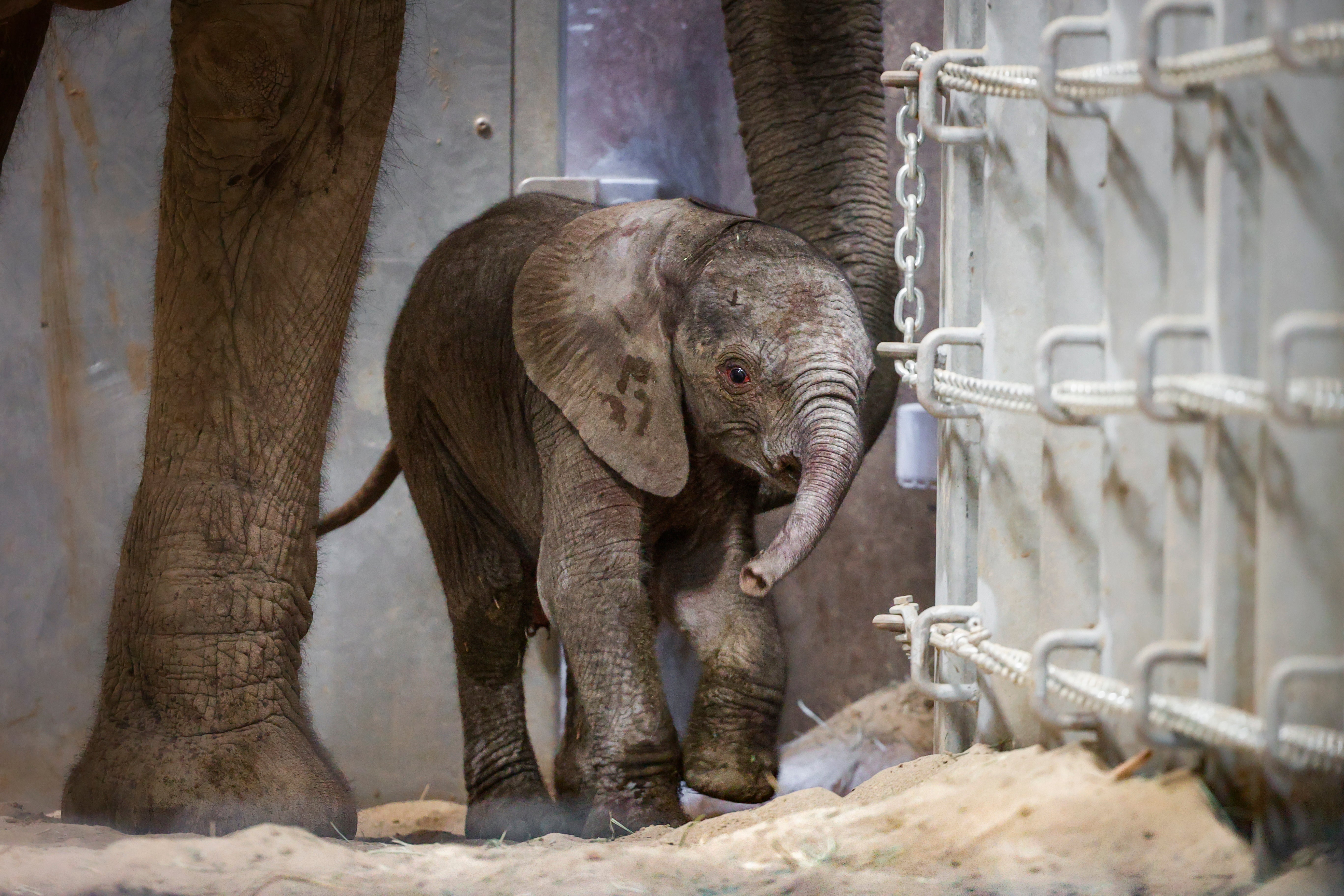 Zoo Elephant Birth