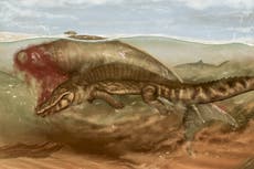 Ancient sea cow attacked by crocodile and shark reveals secrets of food chain