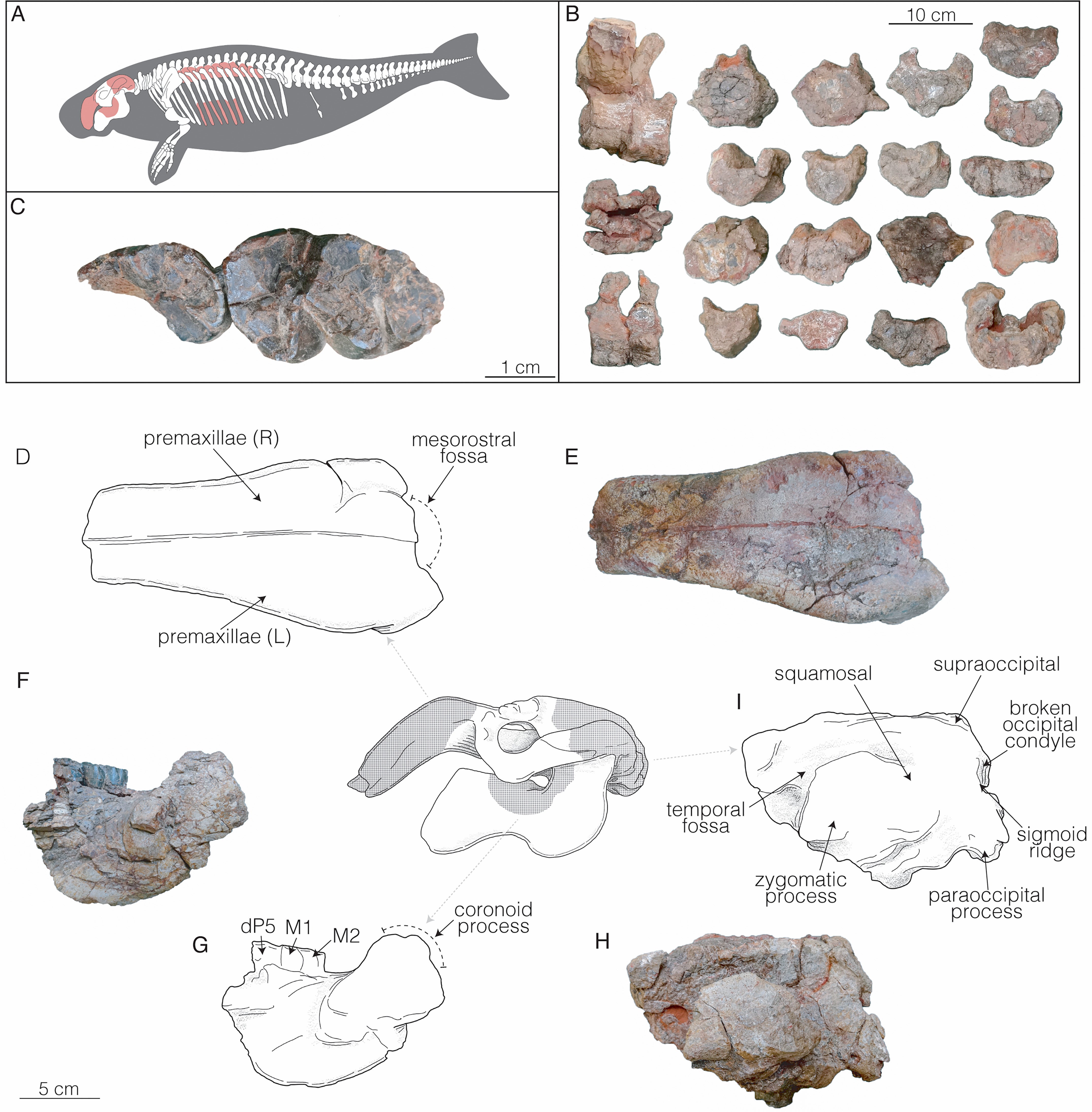 The researchers analysed a partial skeleton, which included skull fragments and 18 associated vertebrae (Benites-Palomino et al/Journal of Vertebrate Paleontology)