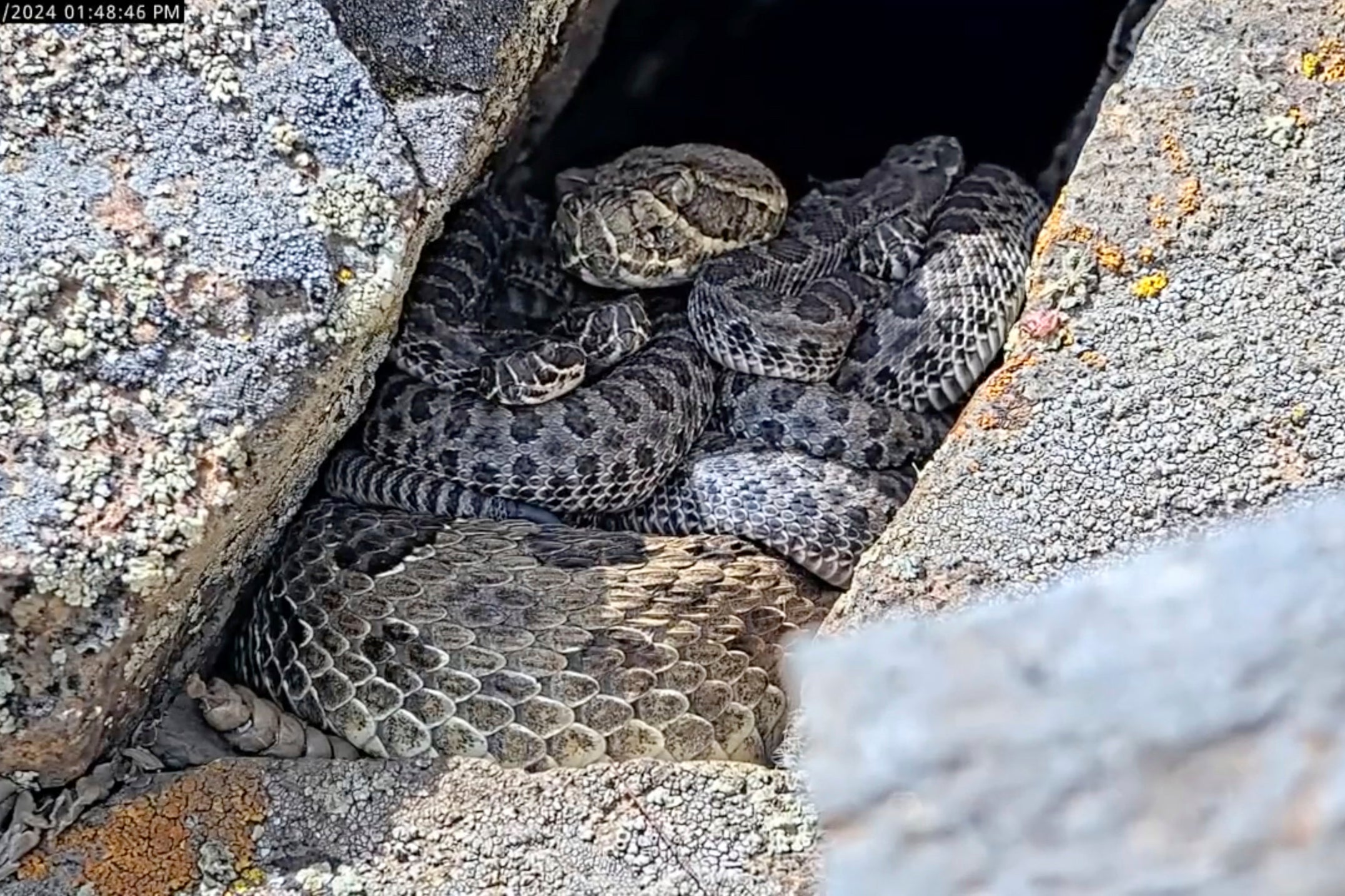 Rattlesnake Cam