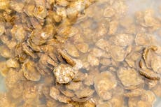 Oysters reintroduced into Solent to boost biodiversity and improve water quality