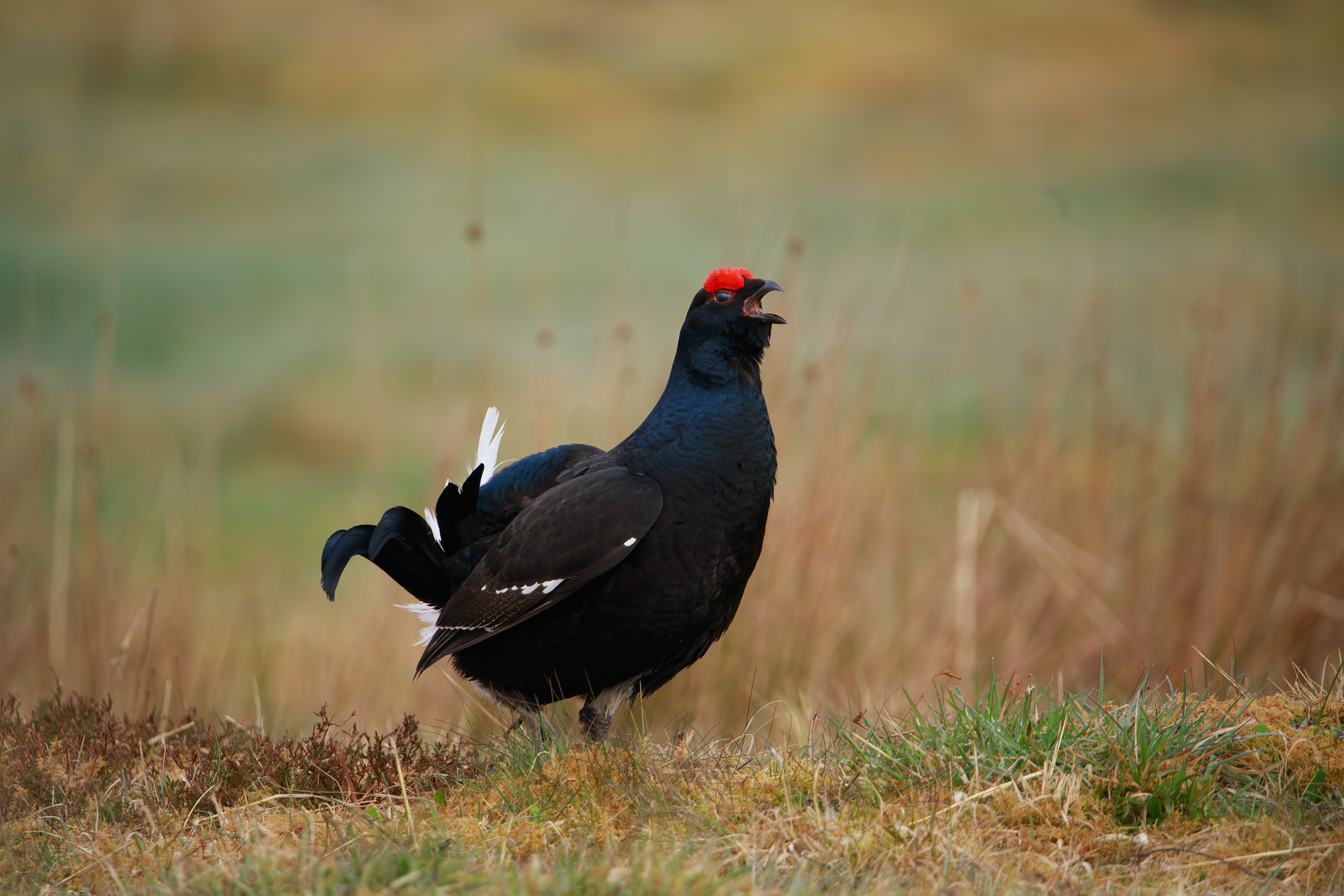 Endangered black grouse are seen as an important ‘indicator species’ for ecosystem health (Affric Highlands/PA)