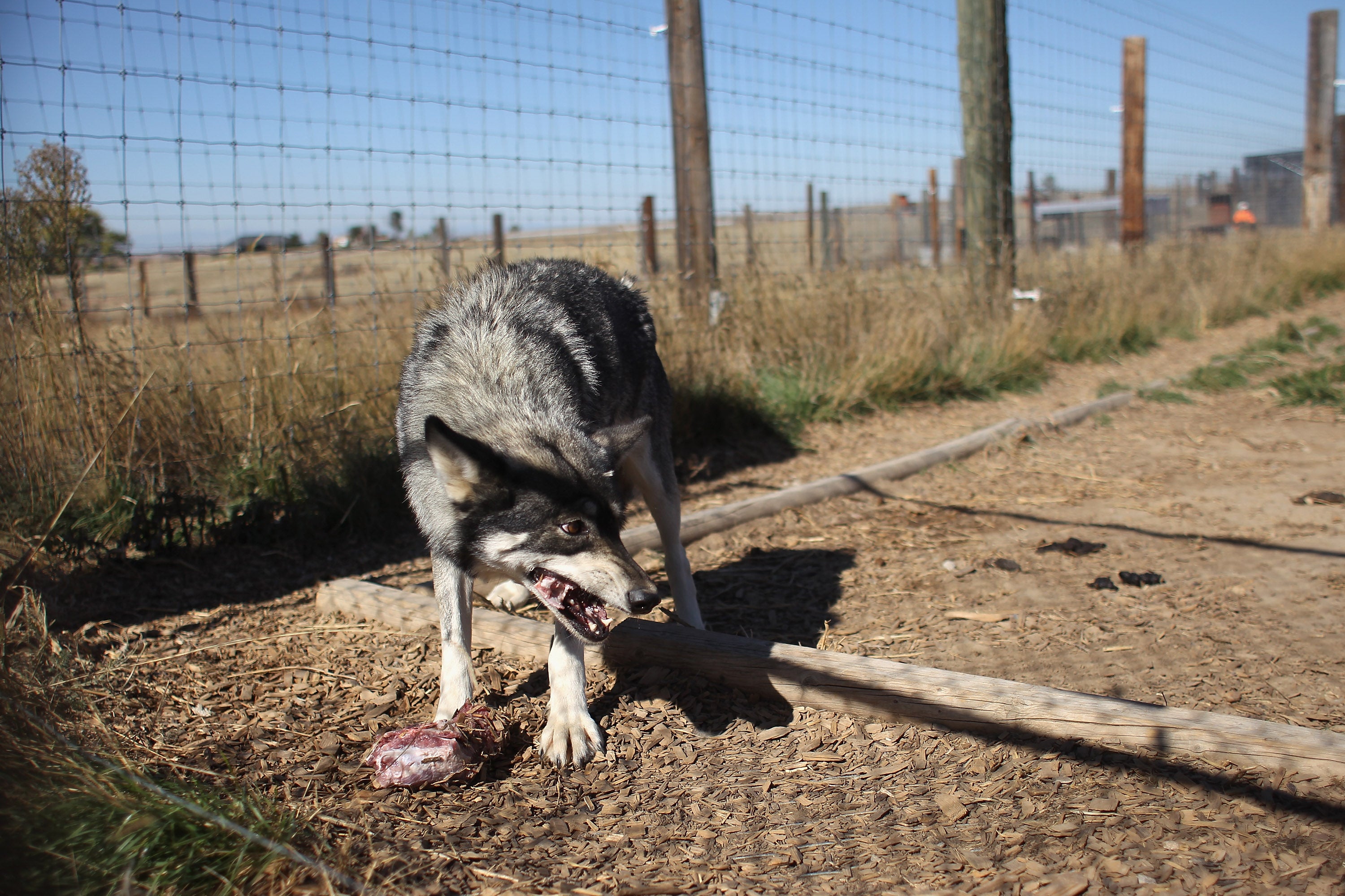 Representational: A killer wolf has been captured in India after days of combing