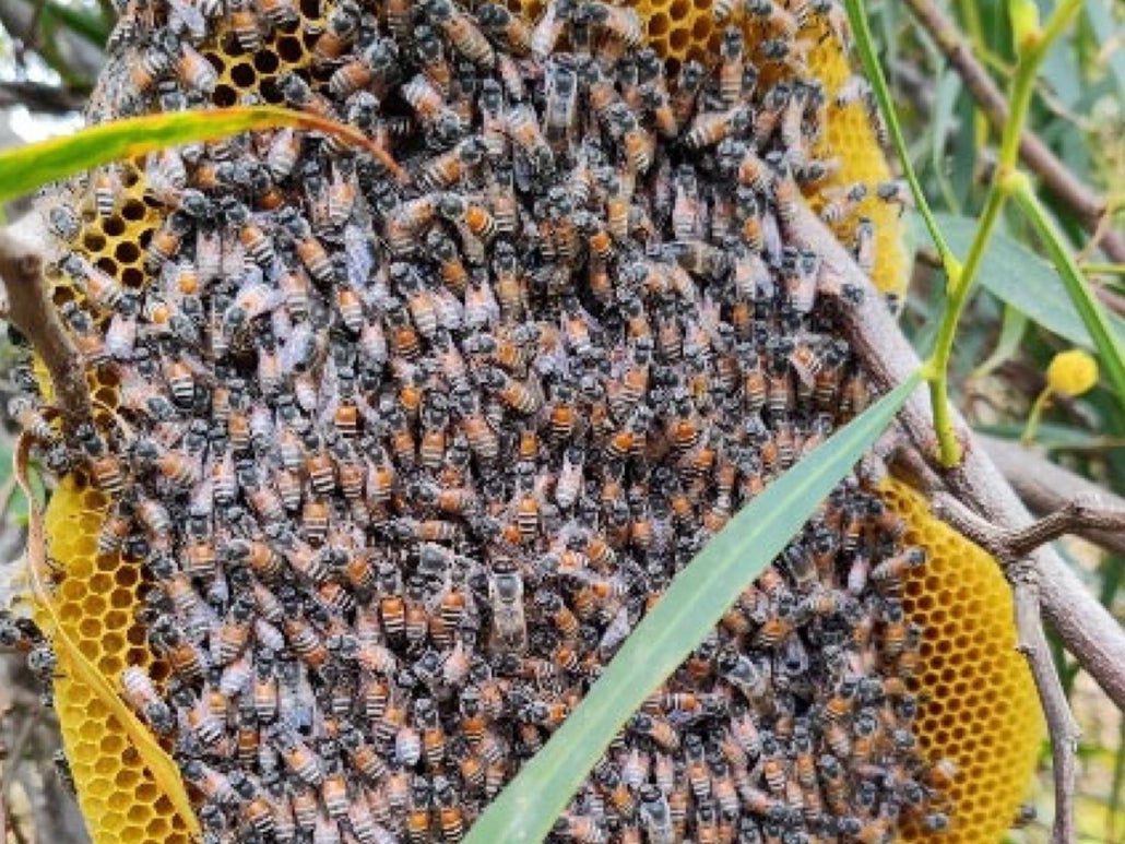 Apis florea colony hanging on a tree branch