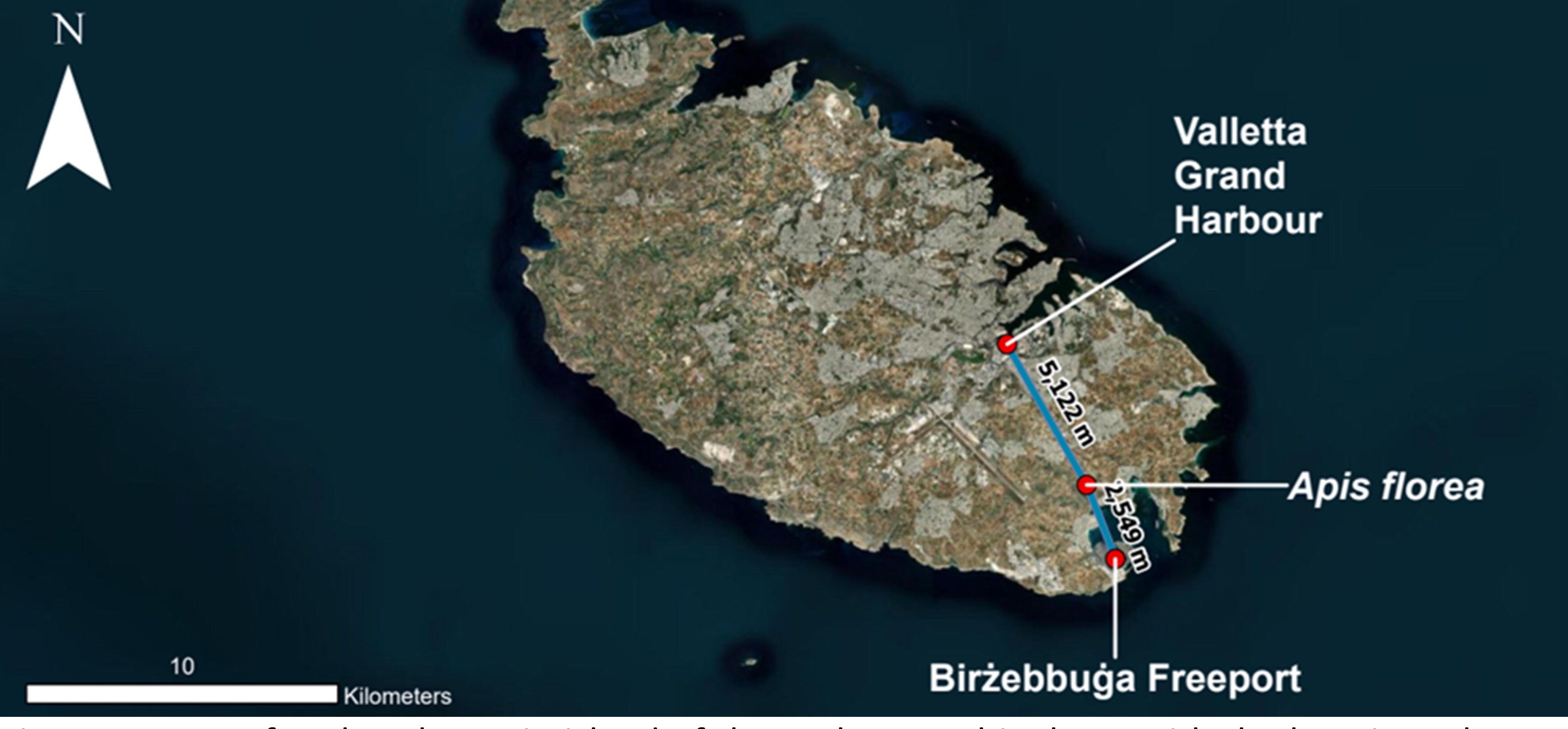 Map of Malta, the main island of the Maltese archipelago, with the location where the bee colony was found