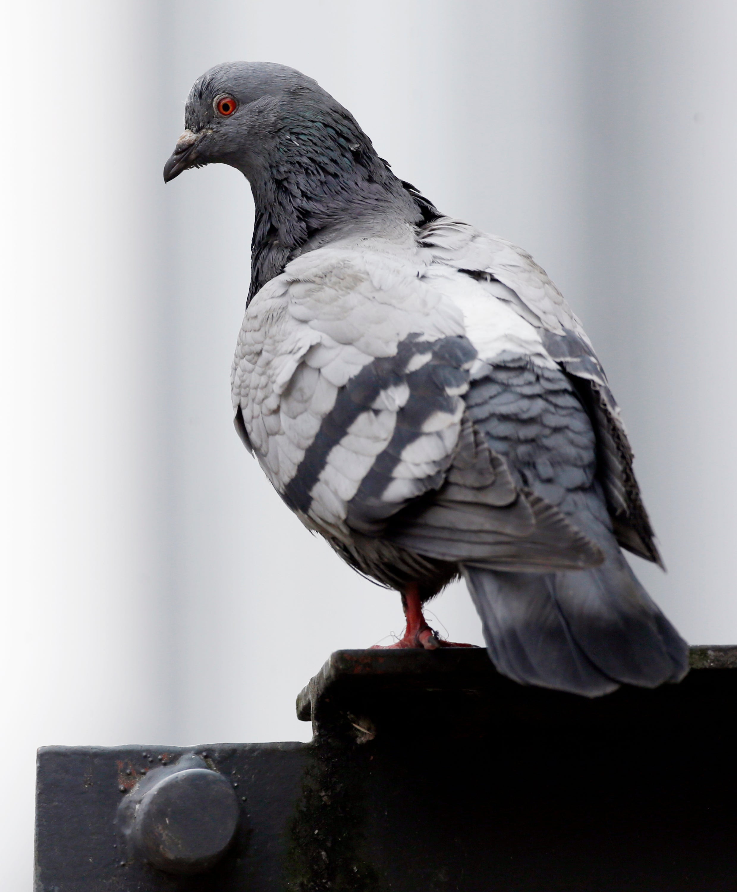 The pigeons could be rendered temporarily infertile by eating contraceptives mixed with grain