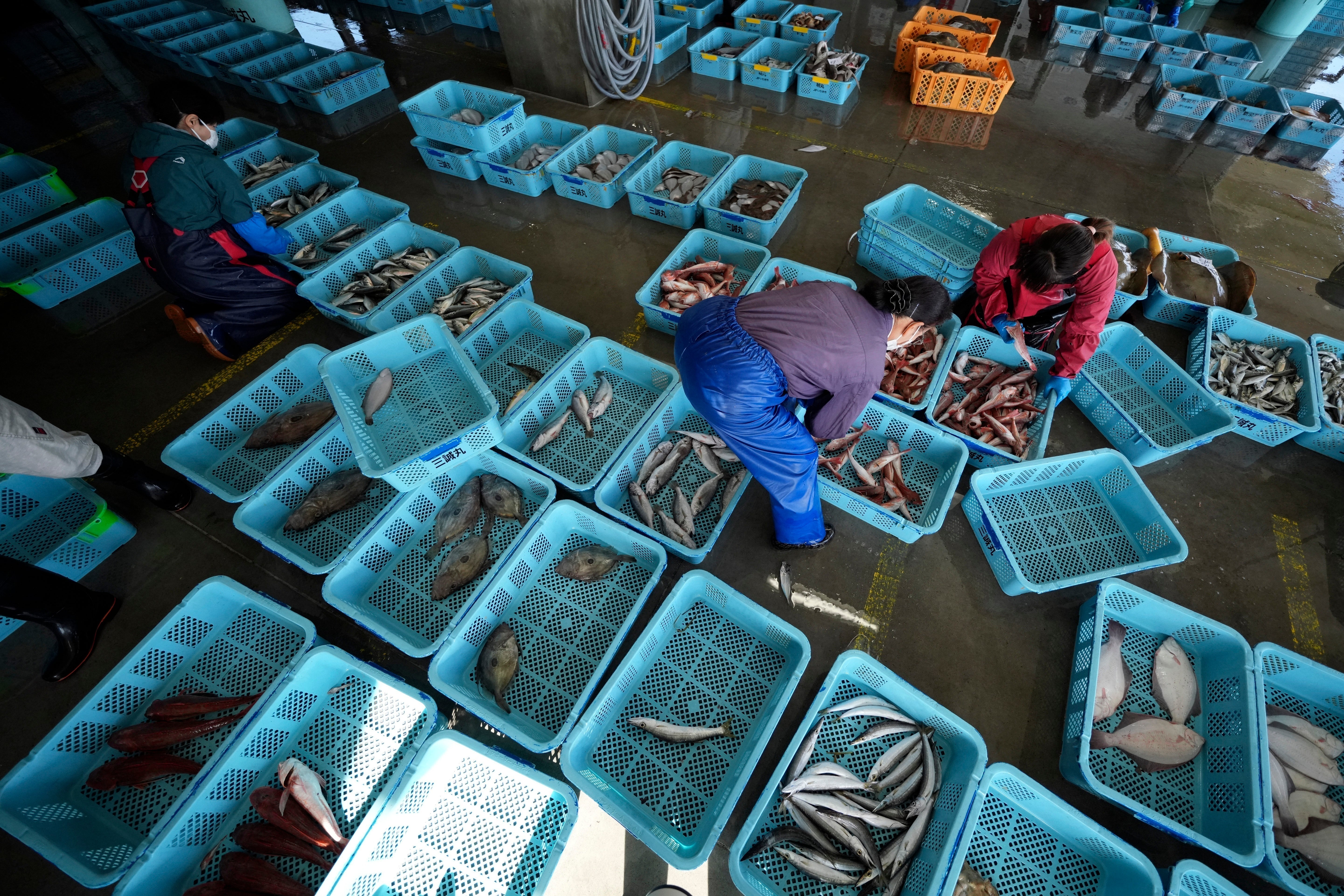 Local workers arrange fish during a morning auction at Hisanohama Port