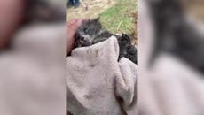 Tiny kitten rescued from drainpipe in Milwaukee by firefighters