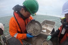 Scientists explore impact of offshore wind farms on seabed