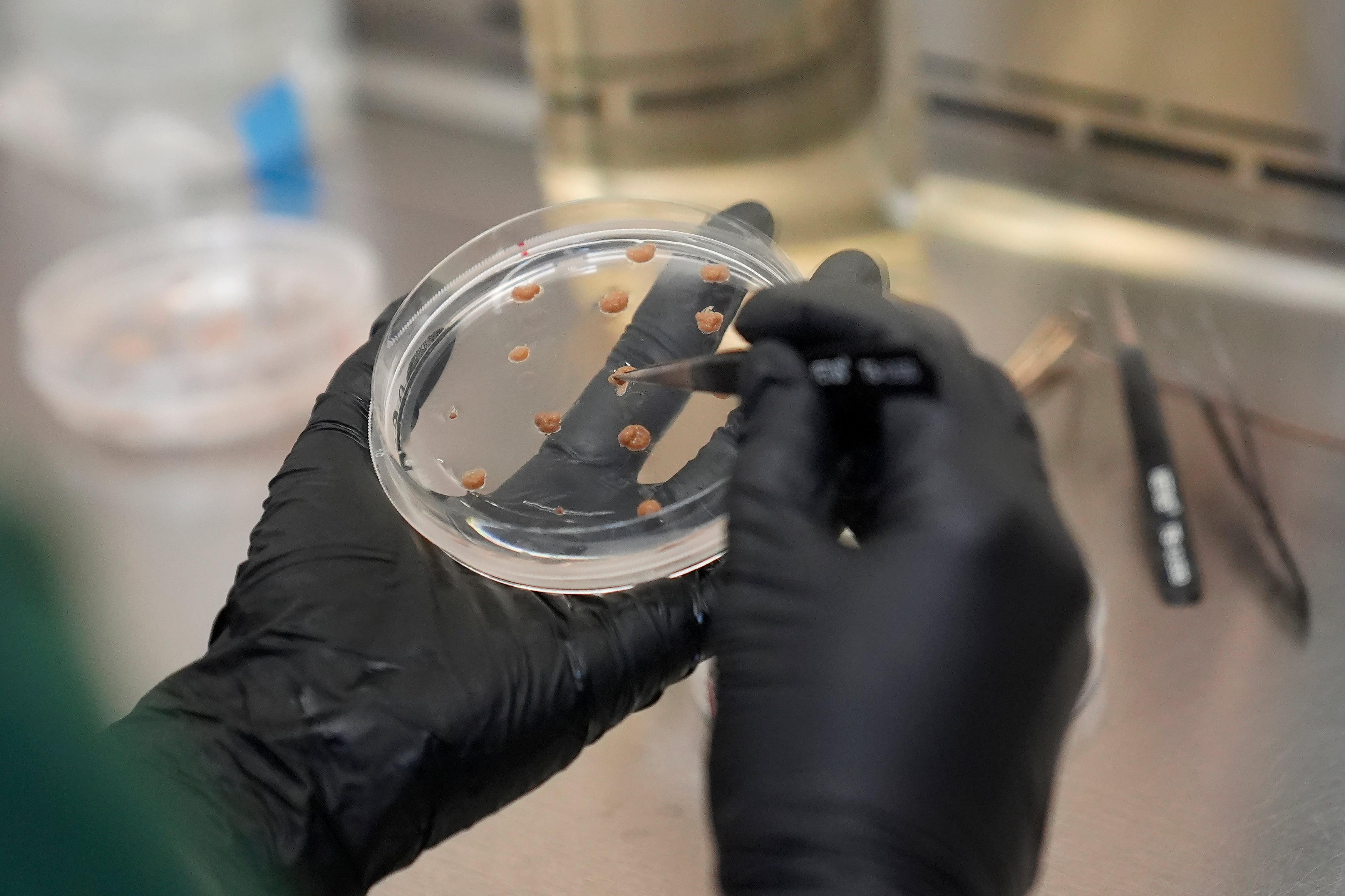 California Cultured lab technician Aubrey McKeand works on cell cultures