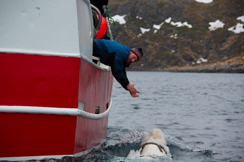 The beluga whale lived in the waters off Norway’s coast