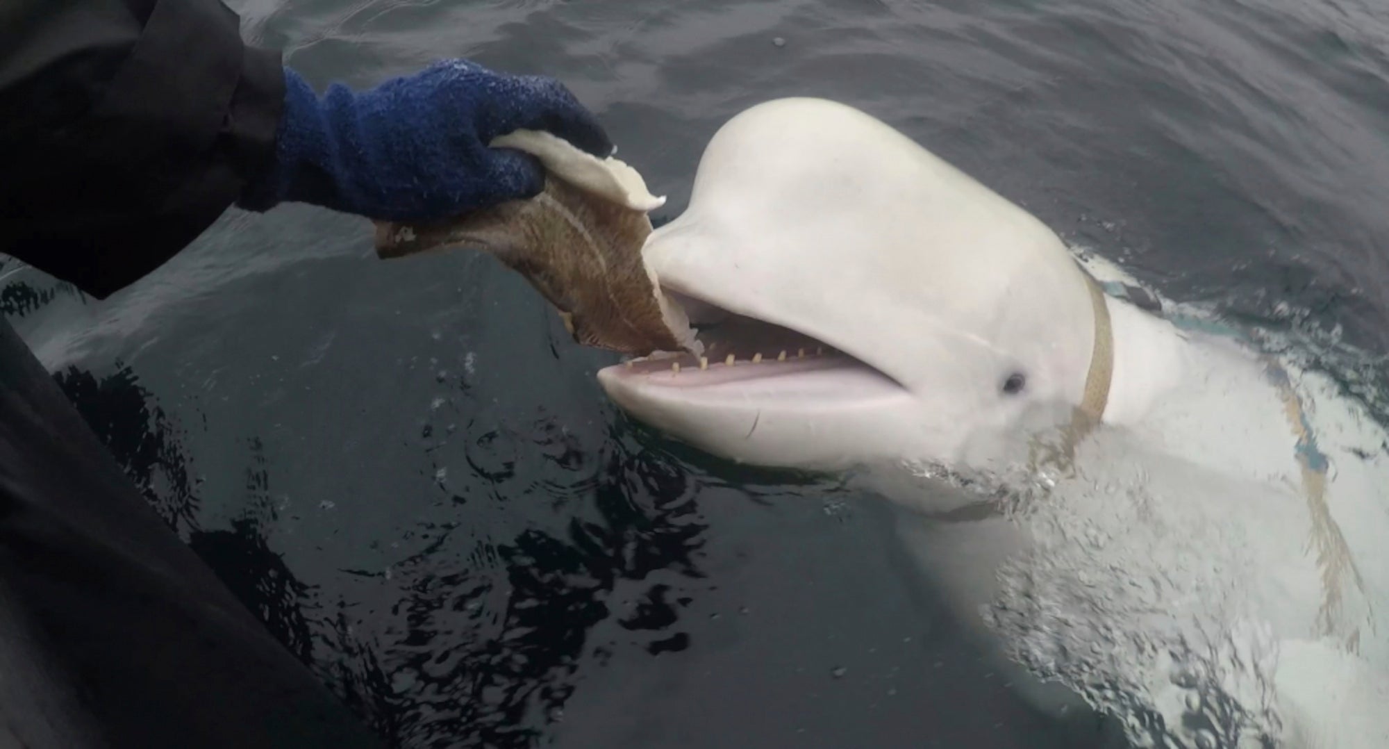 A beluga whale found in Arctic Norway