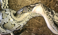 Giant python caught swallowing even bigger python alive in world first 