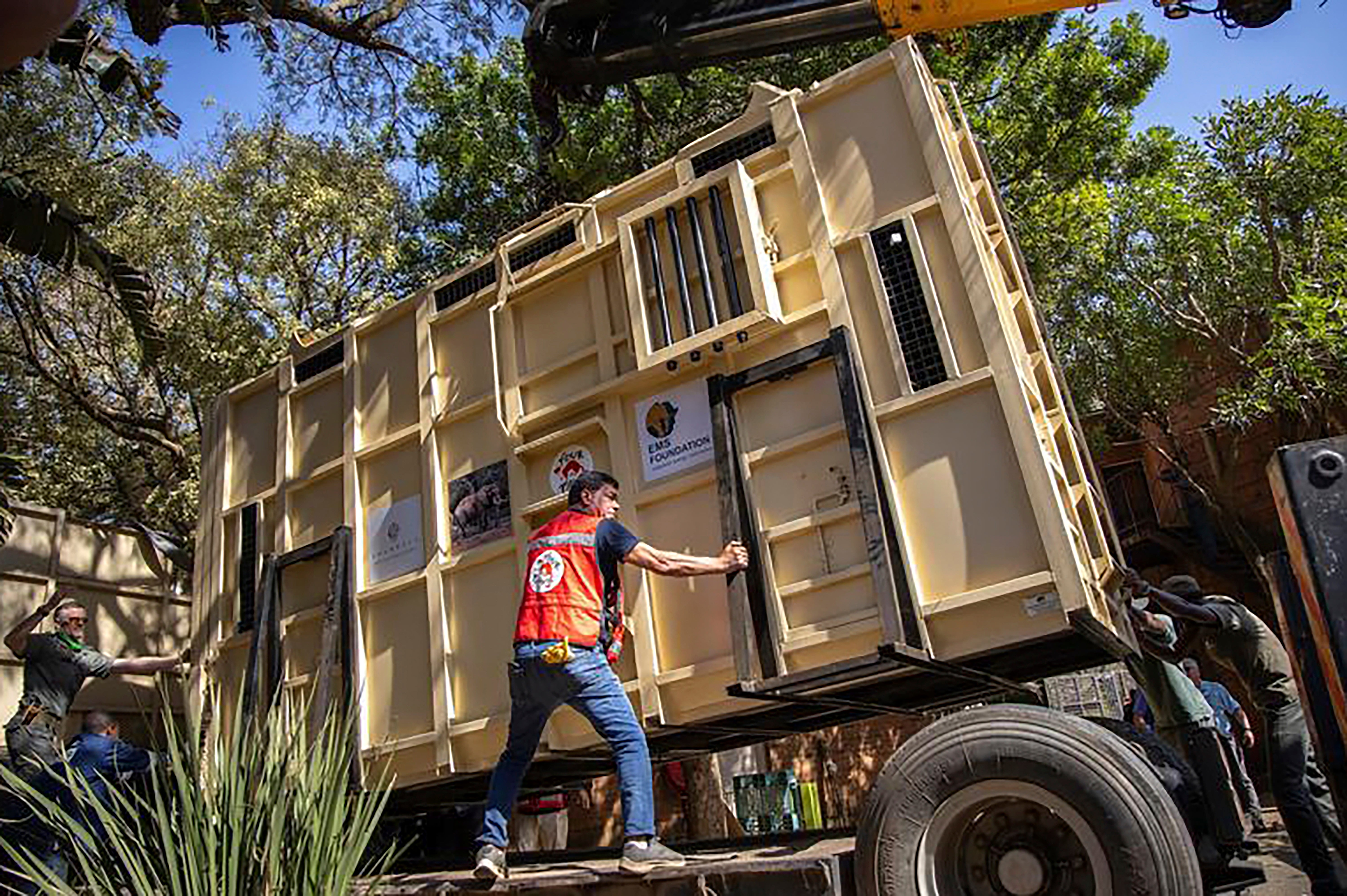 Dr. Amir Khalil, secures Charley, an ageing four-ton African elephant inside a container