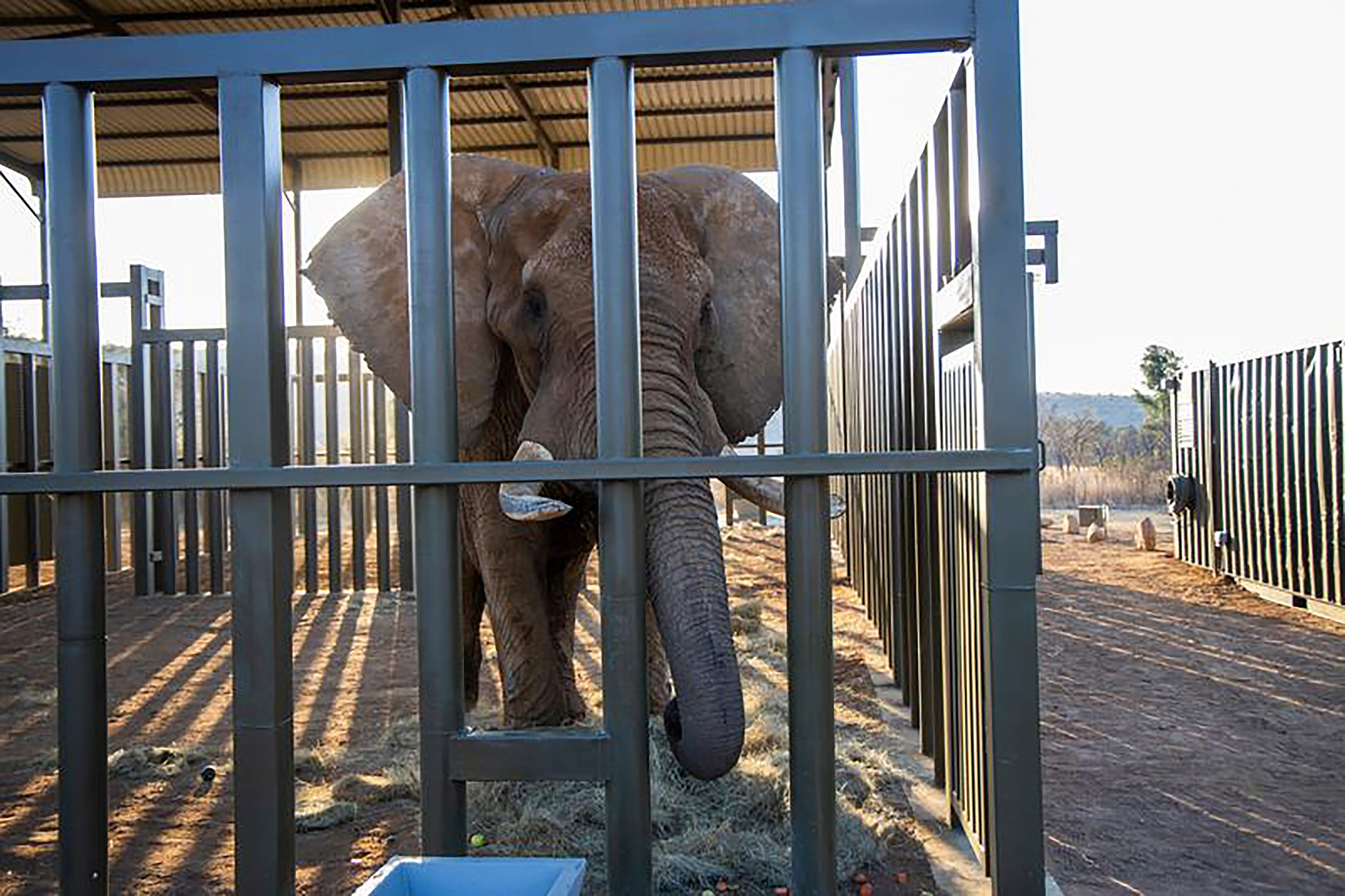 An ageing four-ton African elephant, enters his adaption enclosure