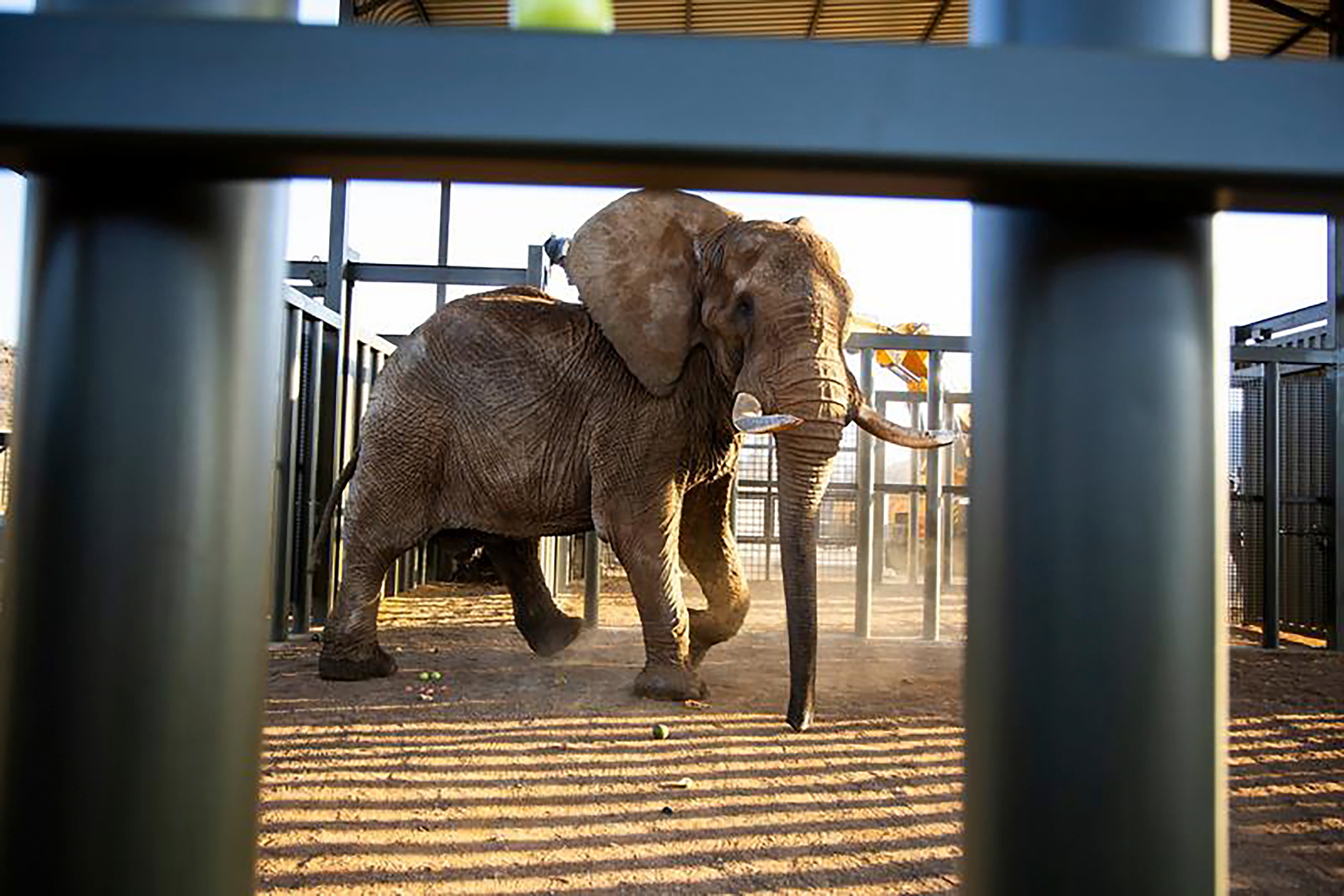 An ageing four-ton African elephant, enters his adaption enclosure