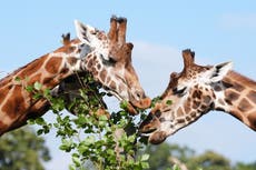 Safari park staff ‘delighted’ with progress of giraffes on training programme