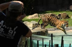 Animal handler mauled by tiger at Dreamworld theme park in Australia