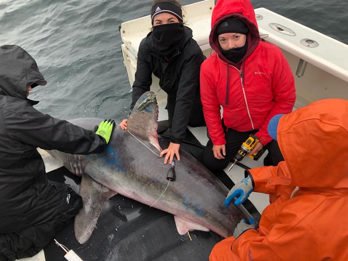 Researchers tagging a porbeagle shark