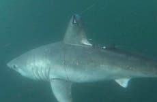 Scientists stunned to find large sharks hunting each other in Atlantic