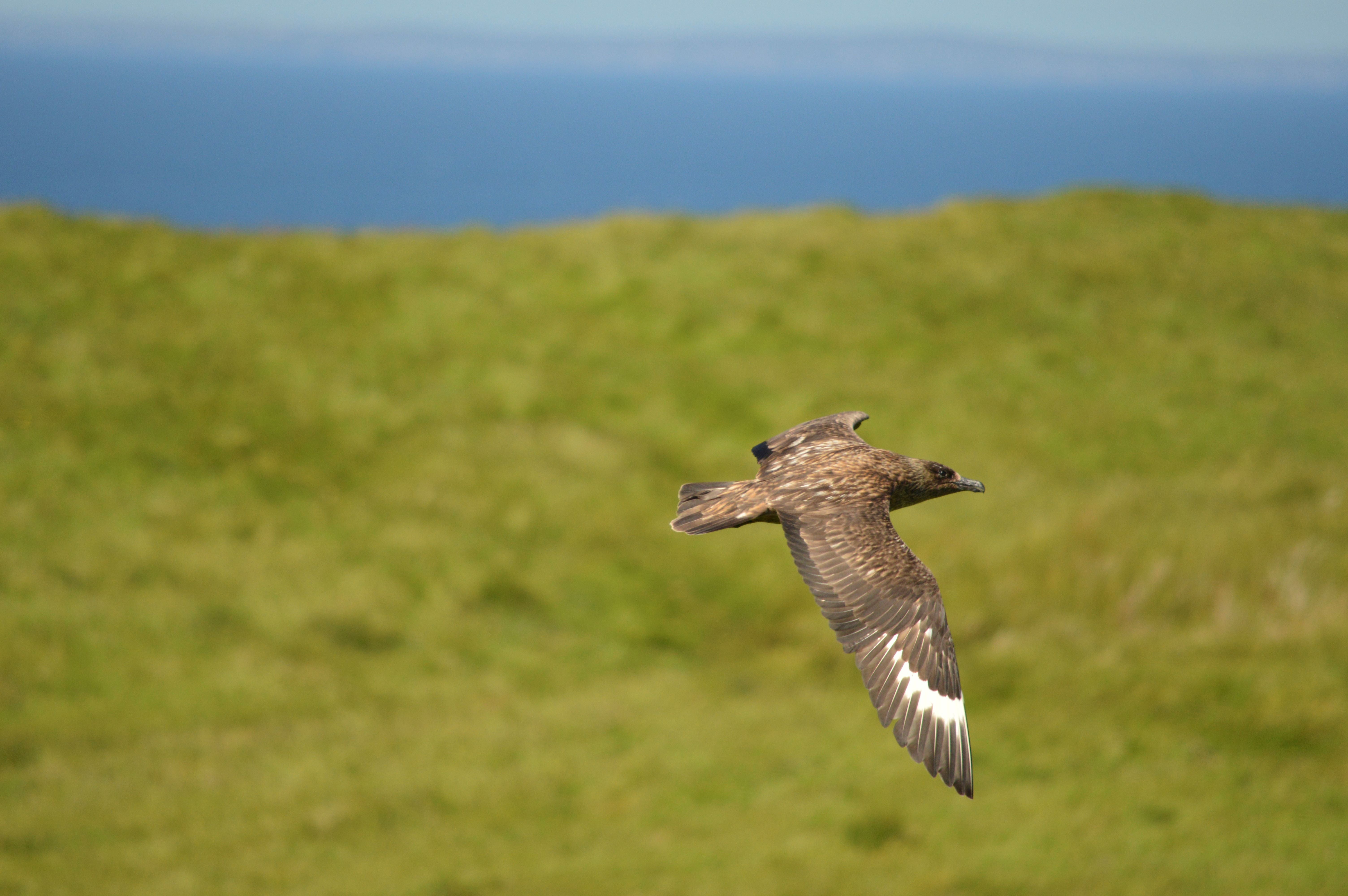 A great skua Stercorarius skua, adult in flight, Shiant Isles, Hebrides