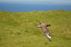 Five more bird species have been added to UK’s ‘red list’ 