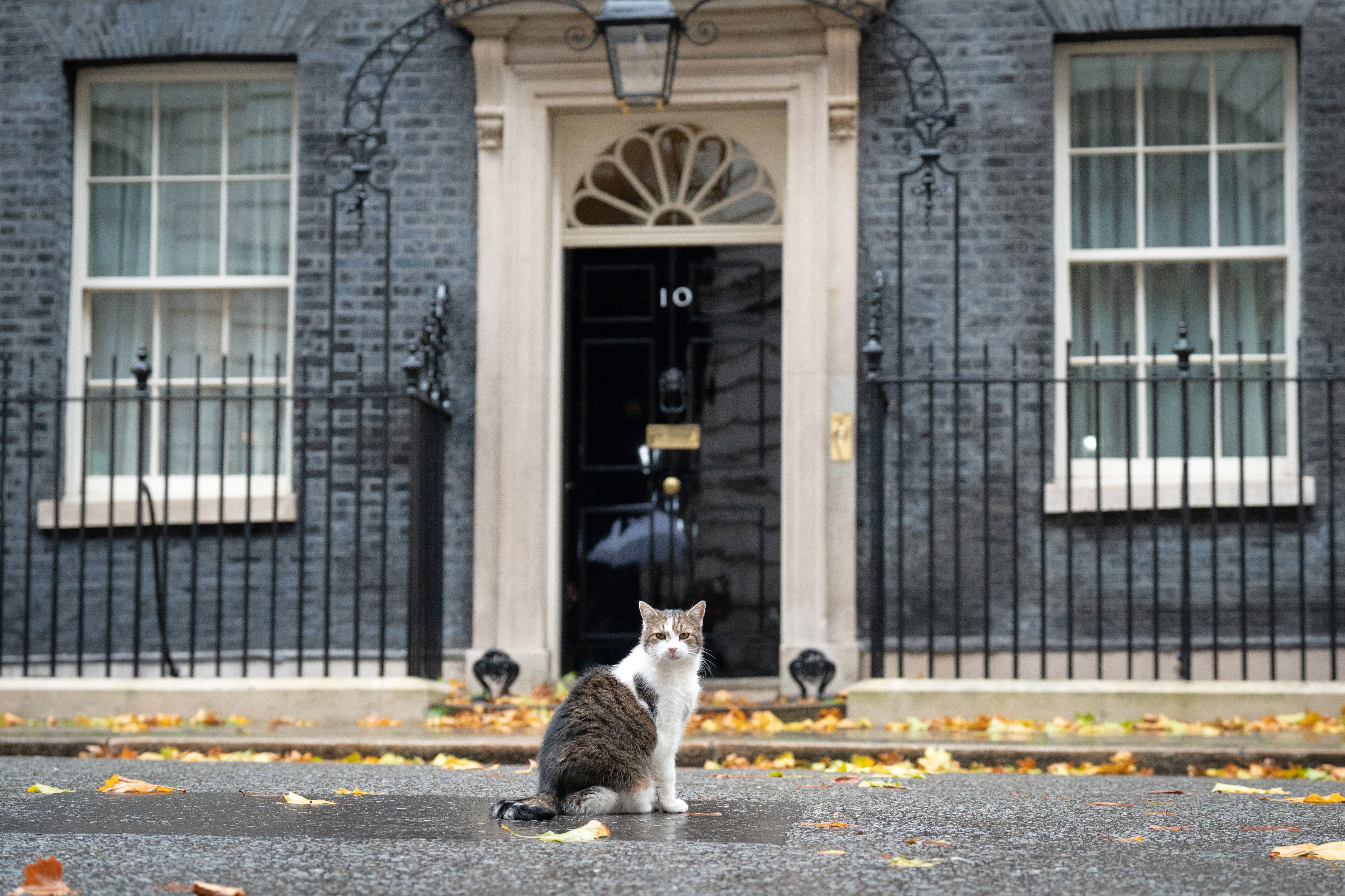 Larry the cat sits outside 10 Downing Street in Westminster, London