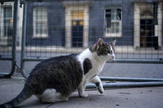 Starmer ducks Trump cats and dogs row but promises photo of new Downing Street kitten