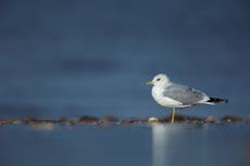 Five seabird species added to UK’s ‘red list’ for conservation concern