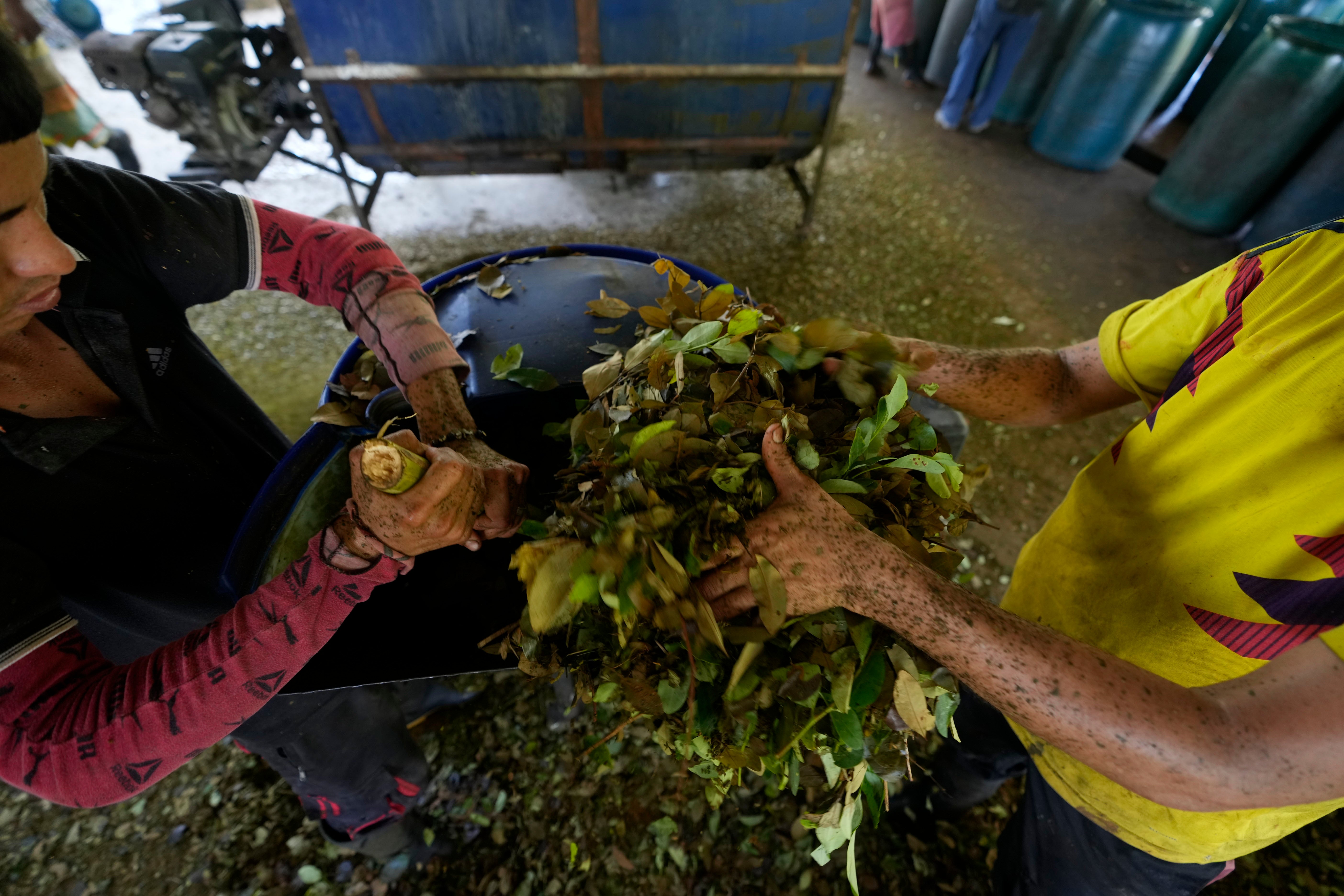 Coca plants likely reached Milan unbeknownst to the authorities in the 17th century, scientists have said after discovering traces of the drugs on two bodies