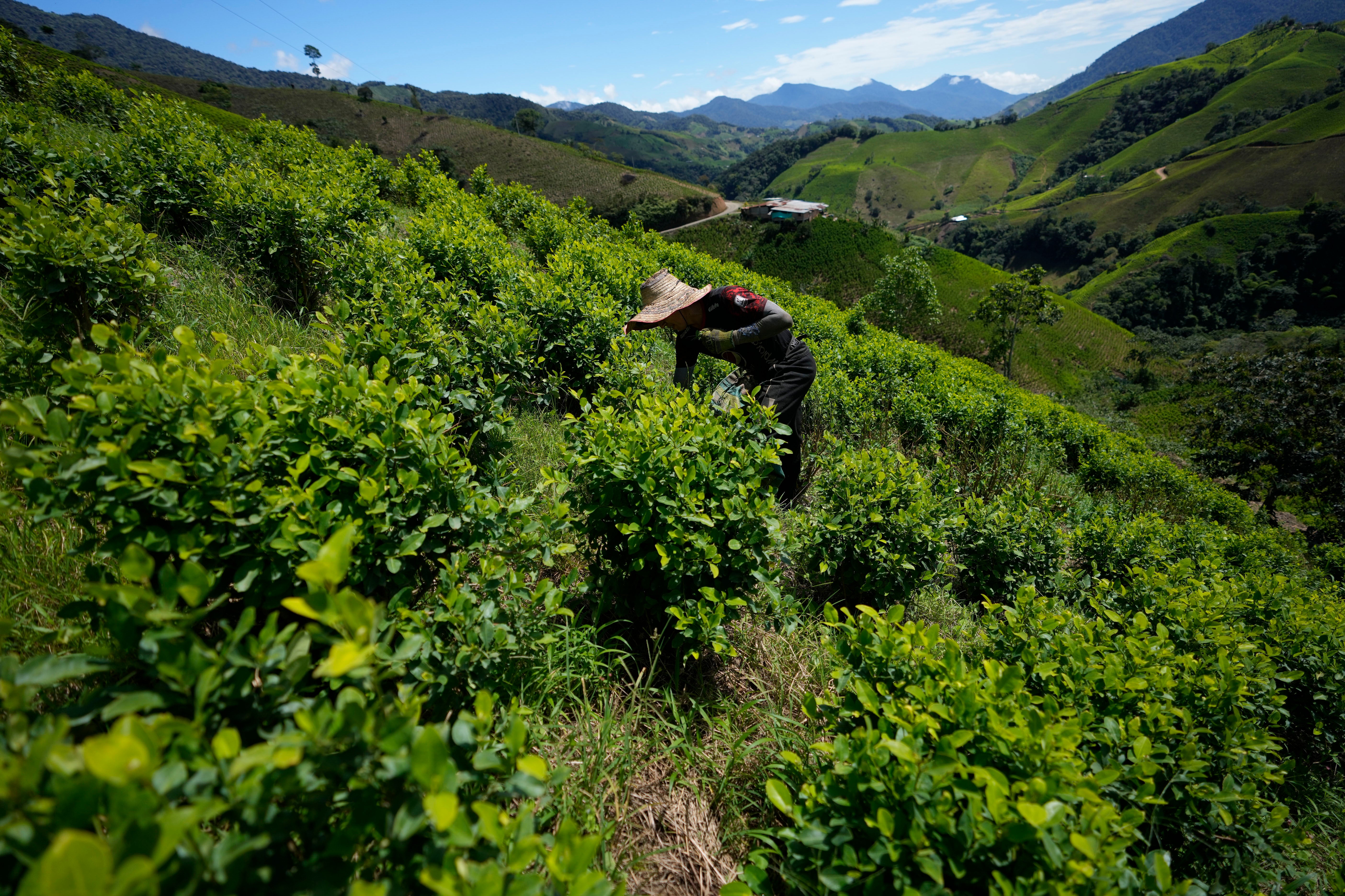 <p>A farm laborer picks coca leaves on a hillside of the Micay Canyon, southwestern Colombia, Tuesday, Aug. 13, 2024</p>