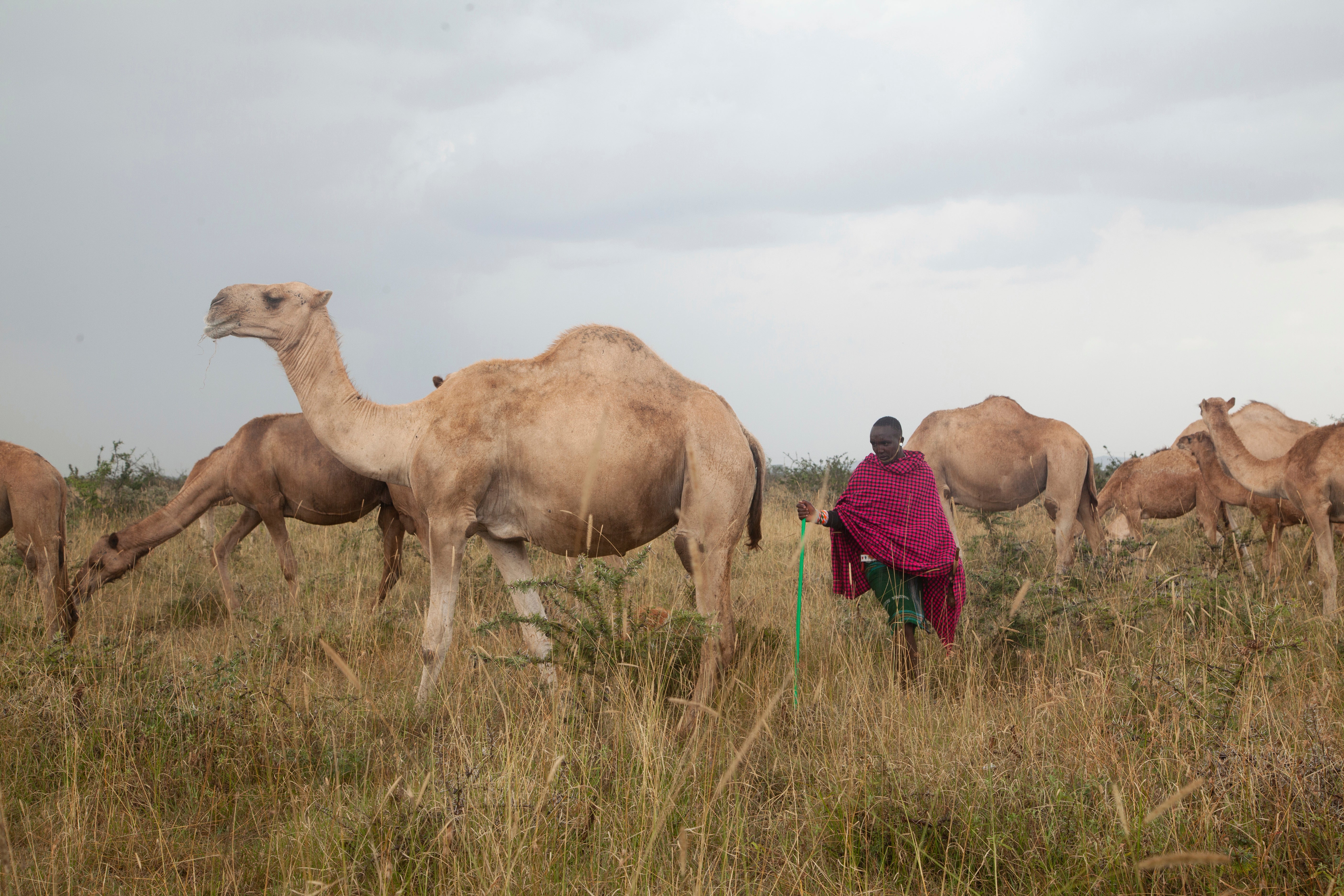 Kenya Pastoralists Beyond Cattle