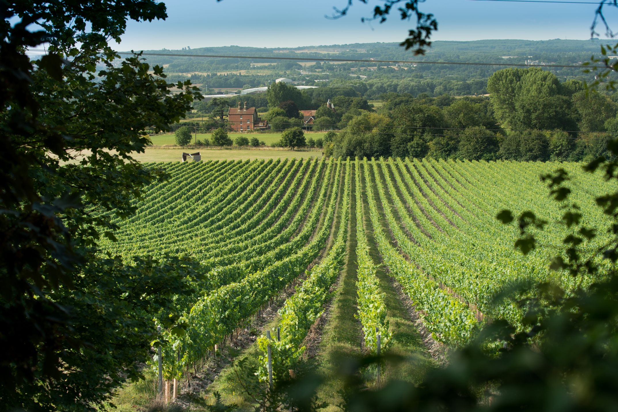 Chapel Down Kit’s Coty Vineyard, Kent (Chapel Down/PA)