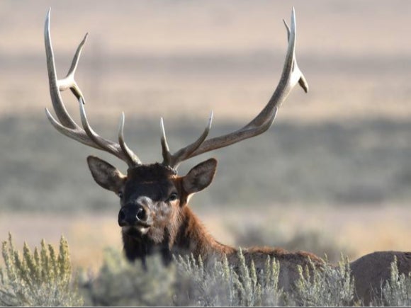 The archery hunting duo were out hunting elk in an area near Yellowstone National Park