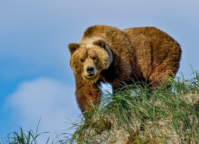 <p>In recent years, people across Nepal have witnessed an increase in bear attacks</p>